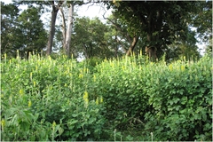 Crotalaria pallida